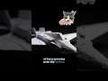 The Brutal G-Force of a Carrier Trap