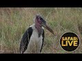 safariLIVE - Sunrise Safari - August 24, 2018