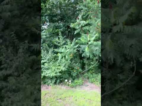 Monarch butterfly - YouTube