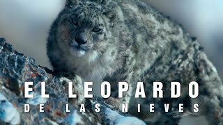 EL LEOPARDO DE LAS NIEVES | En las montañas del himalaya | Mini documental