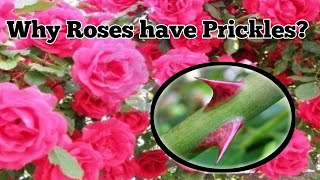 Why Roses have Prickles?