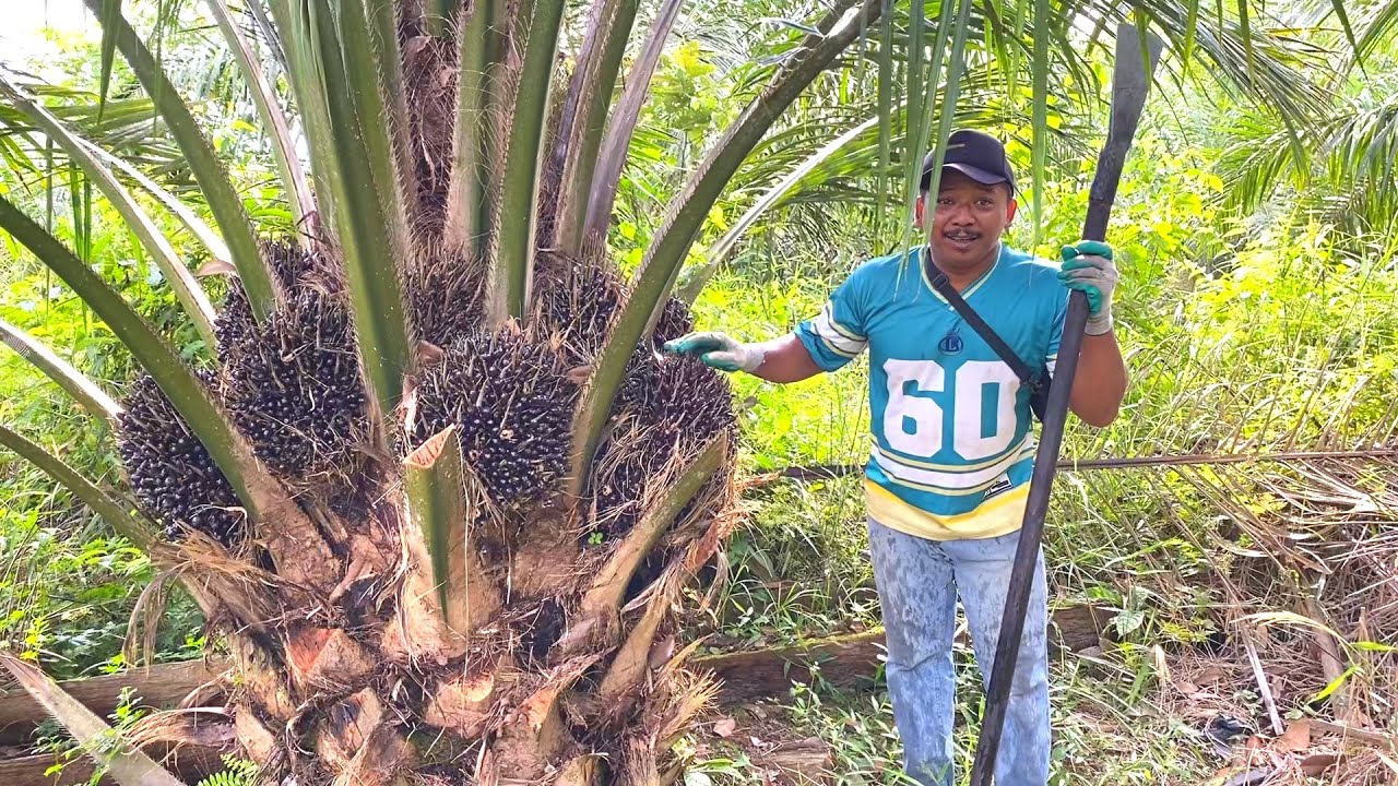 SAYA SUKA PANEN SAWIT SJ5 BUAHNYA BESAR.!