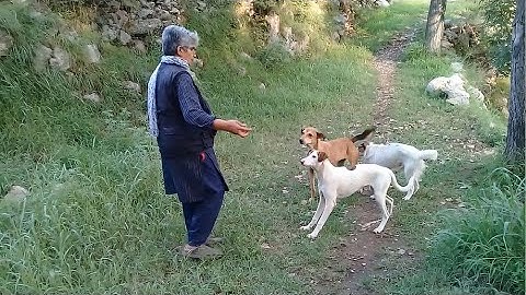 Brown Stray pup eating wheat bread soaked in whole black lentils curry/Mountain village #animals #uk