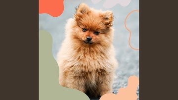 Sensational Backdrops for Resting Dogs