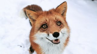 [English Subtitles] Vasilisa the Fox in the snow