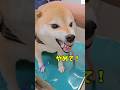 大絶叫🫨注射が怖すぎる柴犬🐶　　#動物病院　#犬　#注射　#柴犬　#犬のいる暮らし