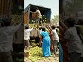 truck full of mangoes overturned #mangoseason#summerfruit #trendingshorts #trendingvideo #streetfood