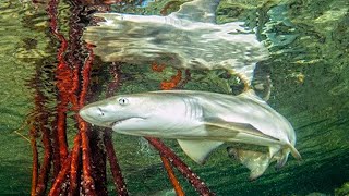 Lemon Shark (Mangroves Areas as Nursery Sites) by 3 Minutes Nature 7,079 views 2 years ago 3 minutes