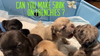 MN❄️ $500k From Breeding Frenchies In 1yr ? 