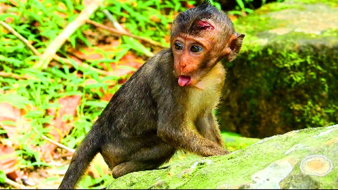 Why poor lori always meet problem ?The life of lori is fully of danger, try to feed lori more power