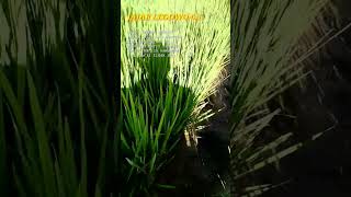 Tanam Padi Jajar Legowo 61