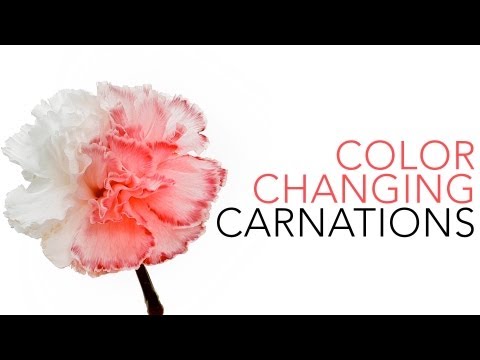 Color Changing Carnations - Sick Science! #021