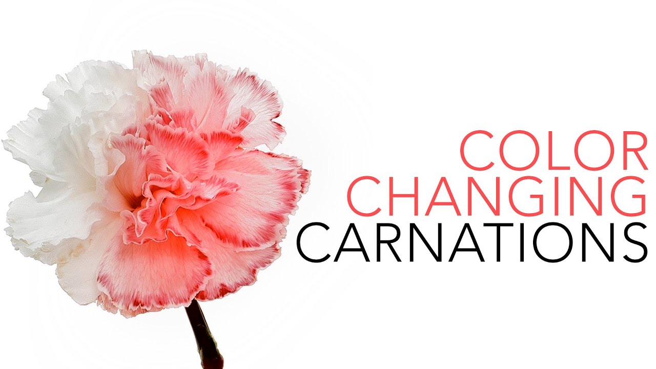 Carnation Color Chart