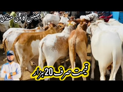 Bhains Colony Mandi Karachi Cattle Rates Update❤️ || 2 july 2026 || Cow Mandi 2026 💫