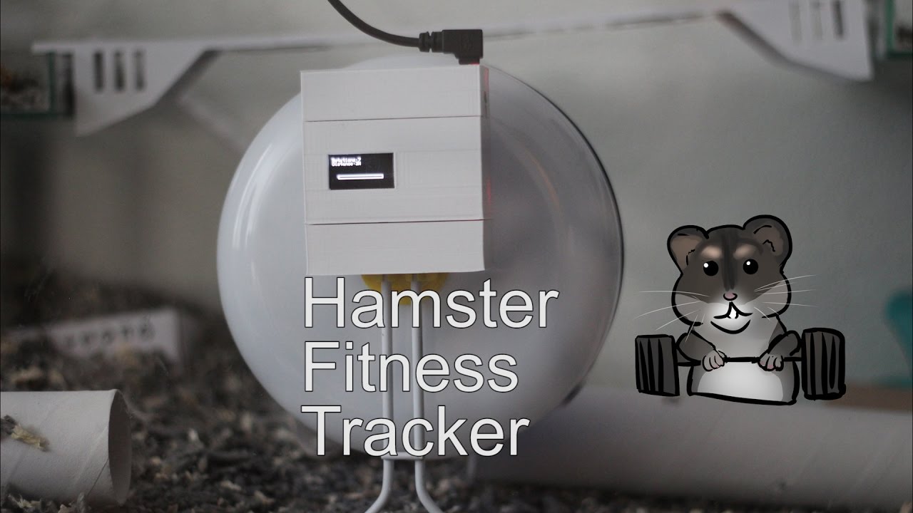 Difference Between Hamster Cage And Fitness Tracker