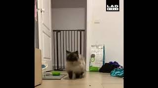 r/FunnyAnimals Top Posts (FUNNY) *Animals* *CUTE*