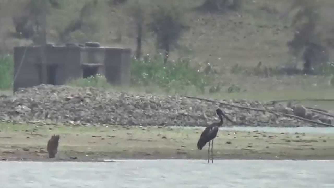 Black-necked stork or Rare (Ephippiorhynchus asiaticus) at Sawanga lake