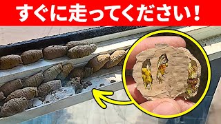 もしこのものを壁で見かけたら、気をつけてください（本気です）