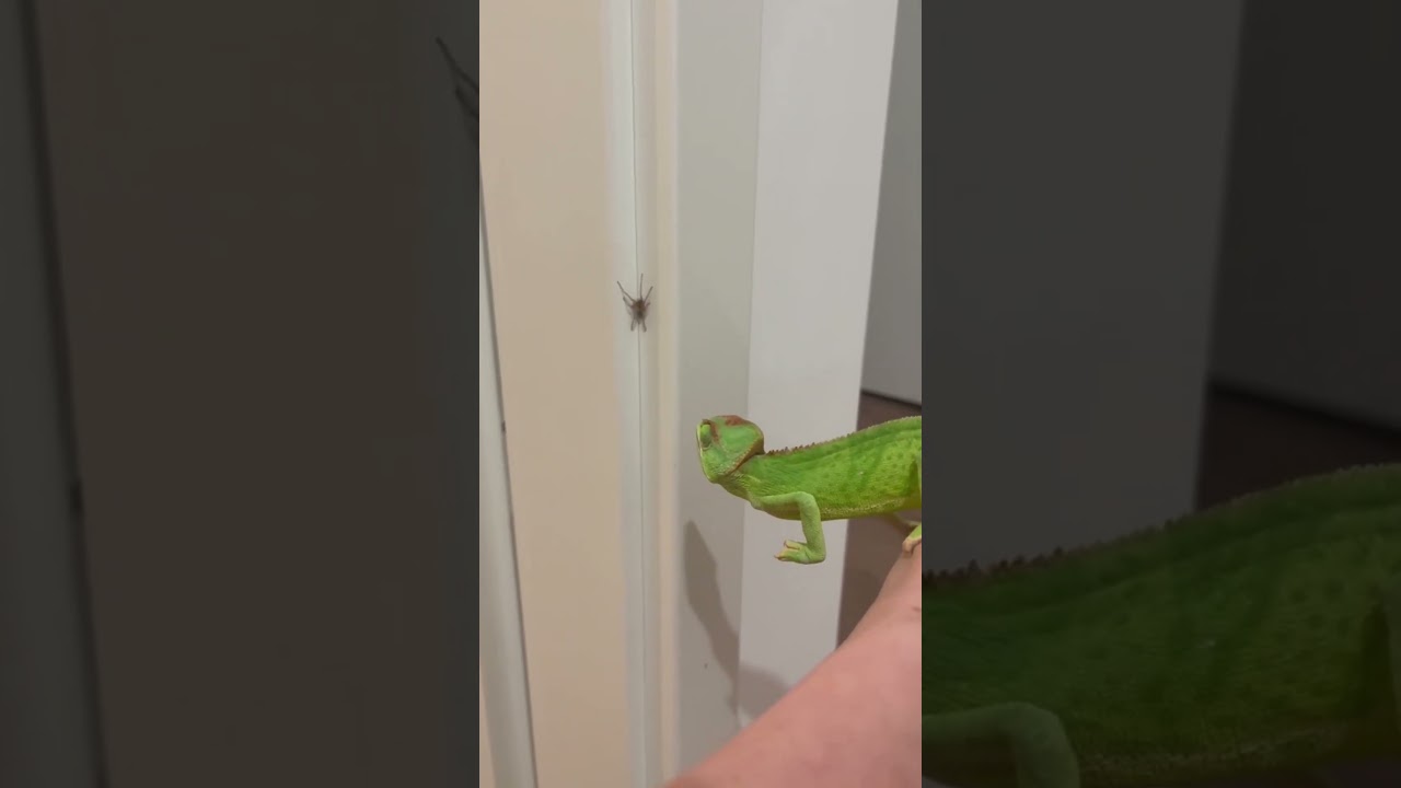 Un camaleón ¡el mejor insecticida! 😂