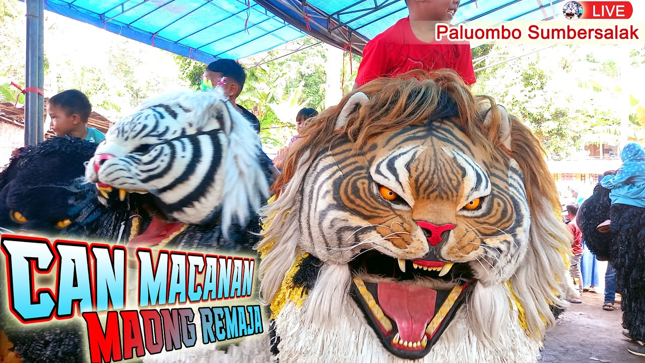 CAN MACANAN MAONG REMAJA LIVE PALUOMBO SUMBERSALAK