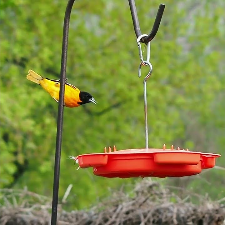 Baltimore Oriole Loud Food Call - #shorts