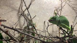 Chameleon tongue shooting