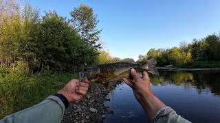 Topwater Season is Finally Here! DuPage River Wading Session Goes Crazy (Rock Bass Takeover)