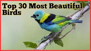 Top 30 most beautiful birds in the world|#birds #nature #birdsounds #bird #animals #birdwatching by Birds World 10 views 1 month ago 10 minutes