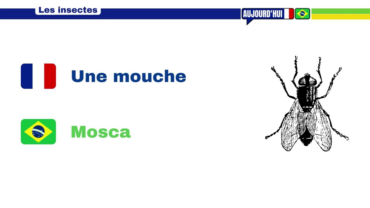 Francês lição 18 - Os insetos em francês - les insectes en français