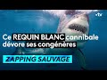 Ce Requin Blanc Cannibale Dévore Ses Congénères ZAPPING SAUVAGE Ce Requin Blanc Cannibale Dévore Ses Congénères ZAPPING SAUVAGE