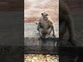 Monkey likes biscuit