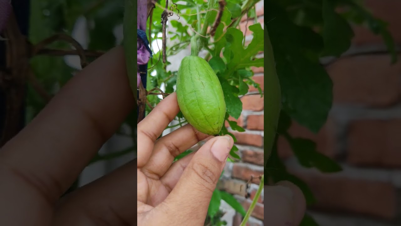 grow vegetables at hom in pot 