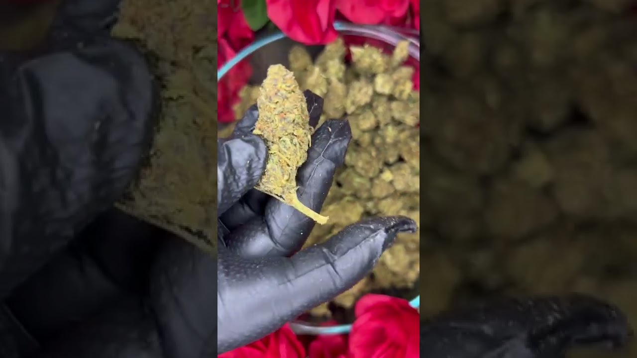 Budz and Rozez presents *Tropicana Cookies* D8 Flower