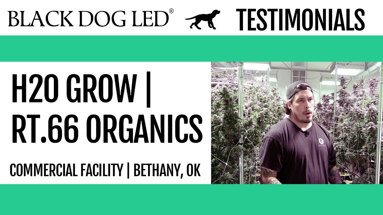 Black Dog LED Commercial Customers Testimonials - H2O Grow | RT.66 Organics
