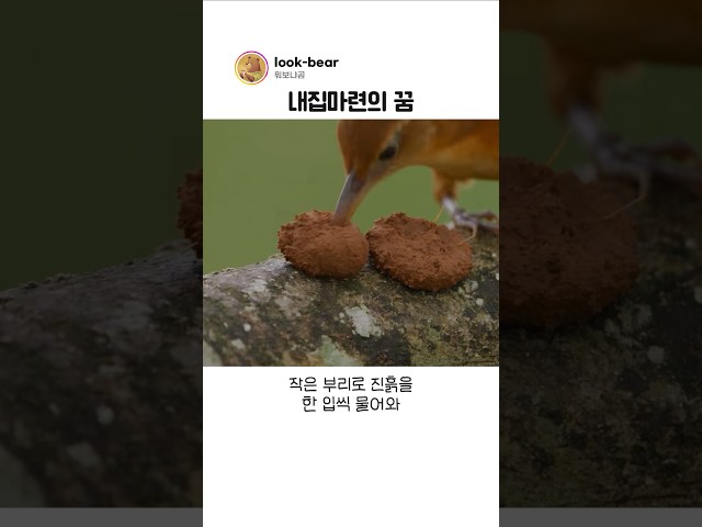새가 진흙으로 둥지를 짓는 방법