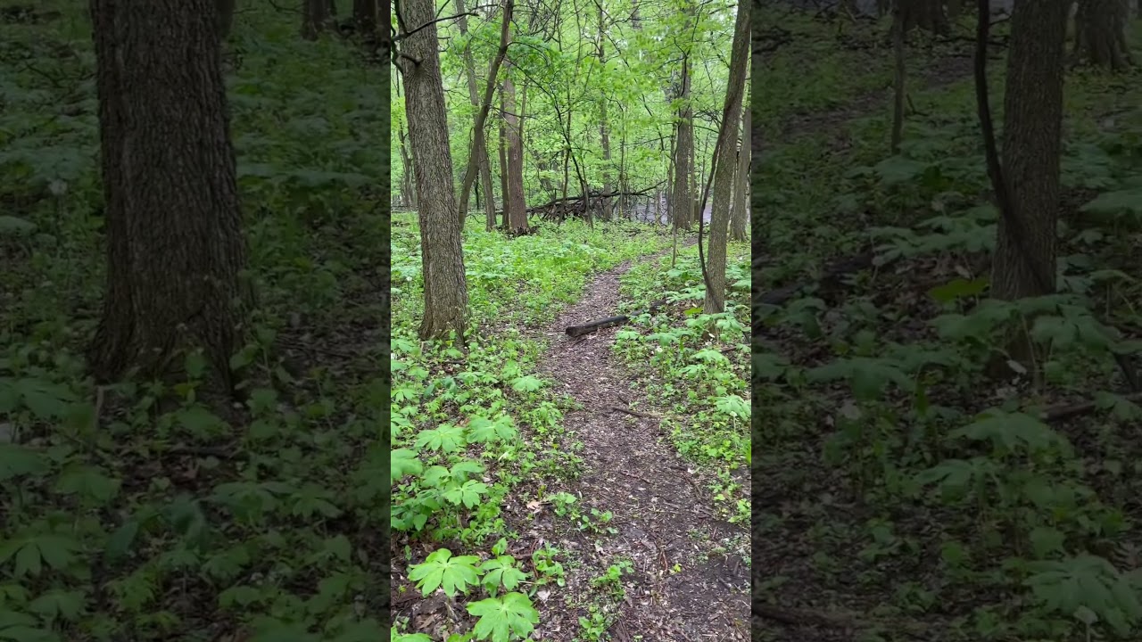 Springtime Forest Rain 