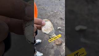 Clam Fossil With SURPRISE ATTACK Ending! #shorts #rockhound #fossil #rocks #oregon