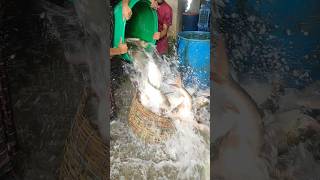 Fish Selling 1St Process