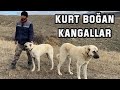 KURT BOĞAN MARAZ VE KARACA DİŞİ | SİVAS KARALAR KÖYÜ