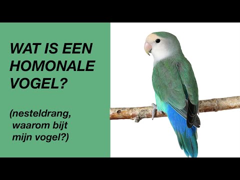 Wat Is Een Hormonale Vogel? (waarom bijt mijn vogel)