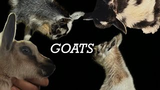 Meet my GOATS 🐐#goats #introduction 