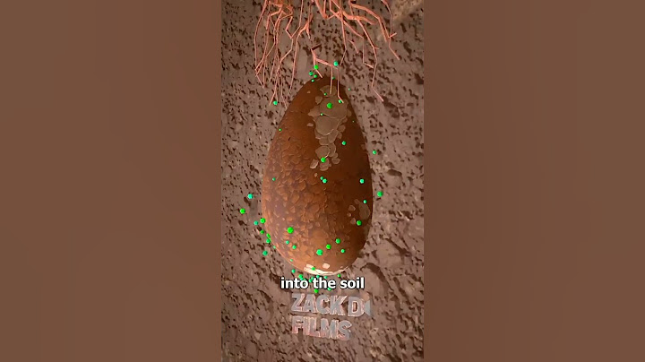 How Tree Pod Burials Work 🤔