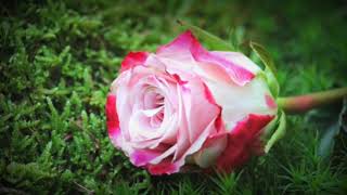 Roja Janeman flute ringtone | flute ringtone | roja janeman bansuri dhun | bansuri dhun