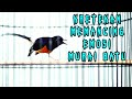 Kretekan Dan Suara Awalan Murai Batu Memancing Emosi Langsung Gacor Mp3 - Mp4 Download