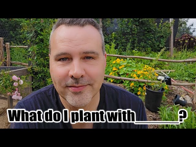 Companion Planting the Vegetable Garden u0026 Tomato Challenge Update class=