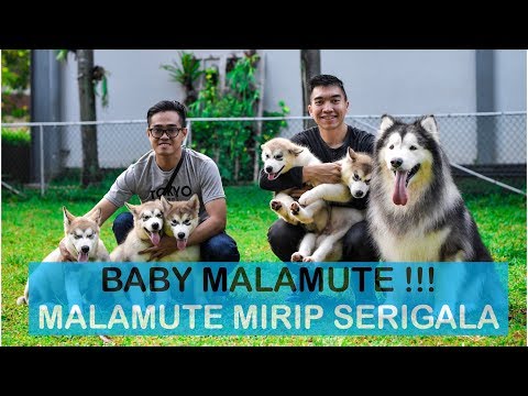 Video: Pemain Divisyen 2 Benar-benar Mahu Dapat Memelihara Anjing