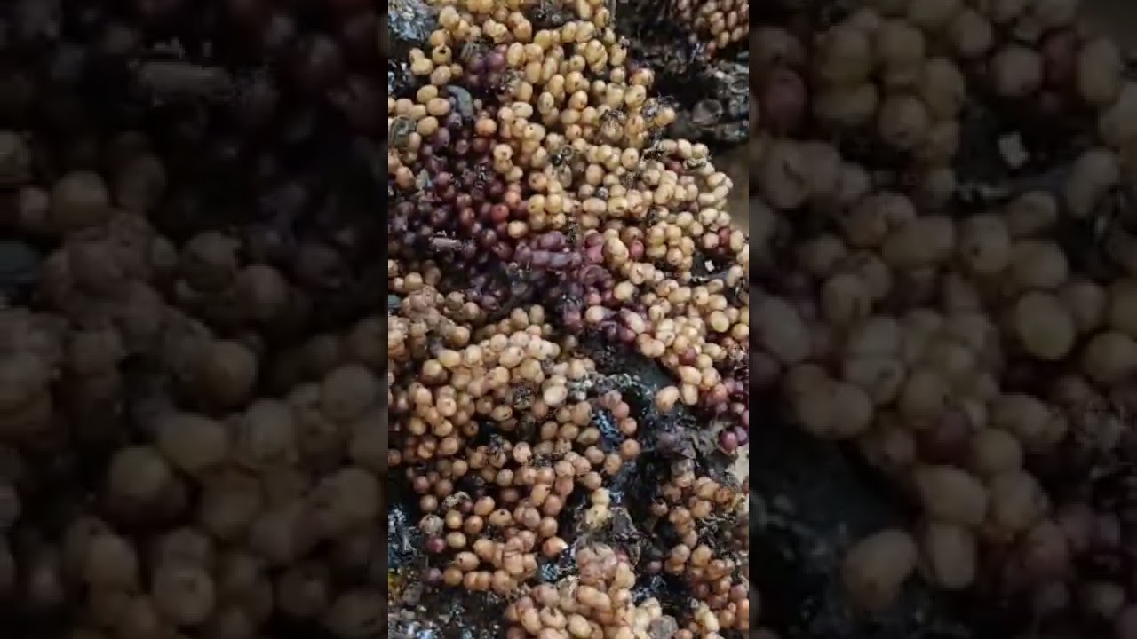 Membongkar Sarang Klanceng Besar di Tanah