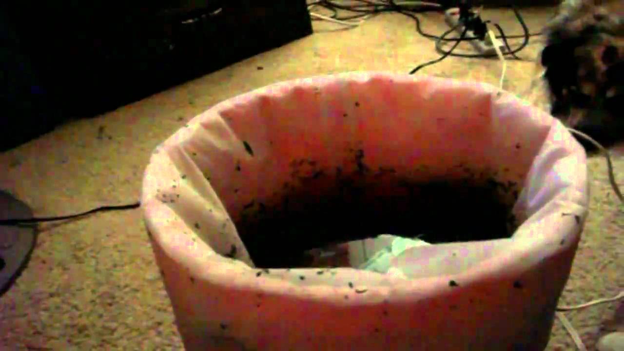 1st Time Making Bubble Hash