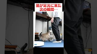 猫が足元に来たと思ったら、次の瞬間…!