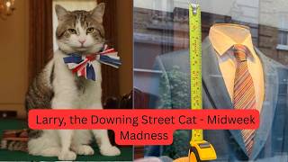 Larry, The Downing Street Cat - Midweek Madness